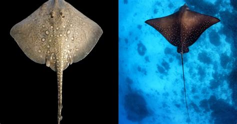 Skate vs Stingray: Main Differences .